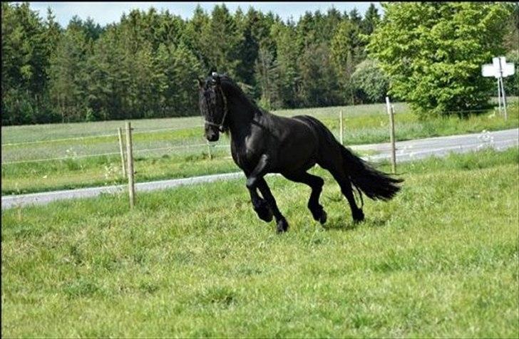 Frieser Luutzen Fan é Feart billede 4