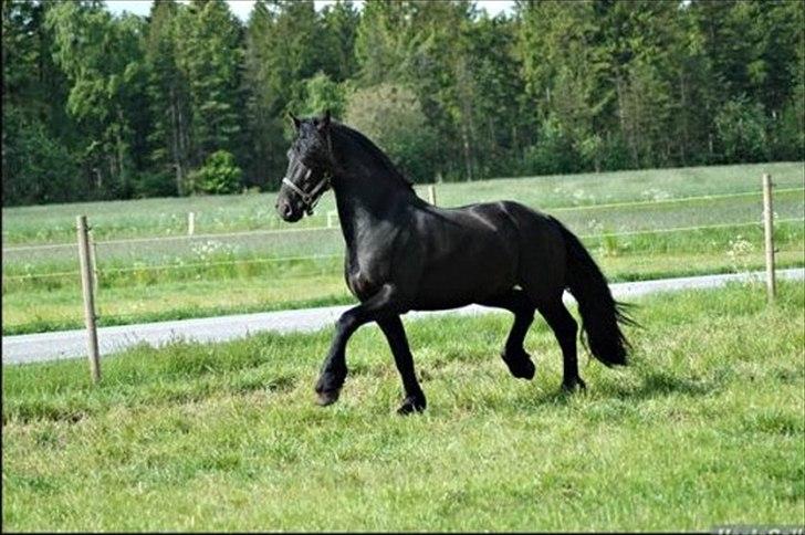 Frieser Luutzen Fan é Feart billede 6