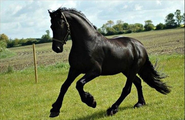 Frieser Luutzen Fan é Feart billede 11