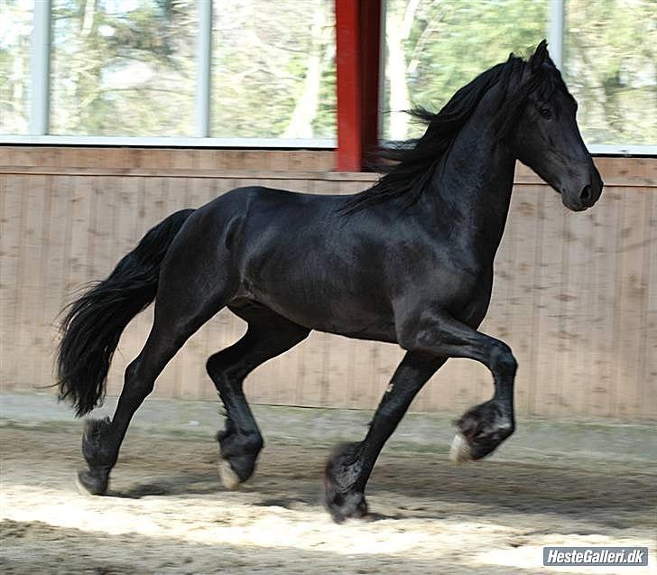 Frieser Luutzen Fan é Feart billede 12