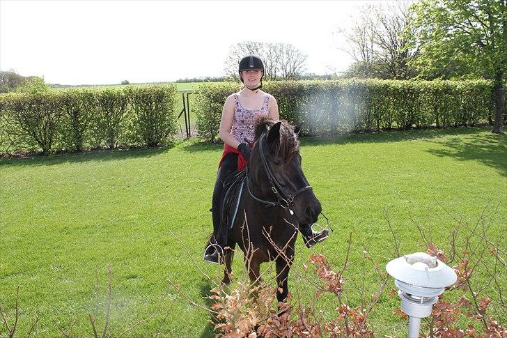 Islænder Blanda billede 6