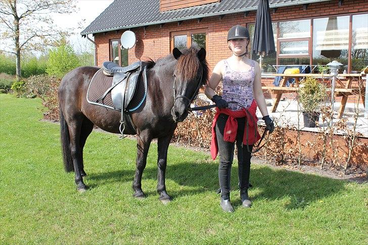 Islænder Blanda billede 7