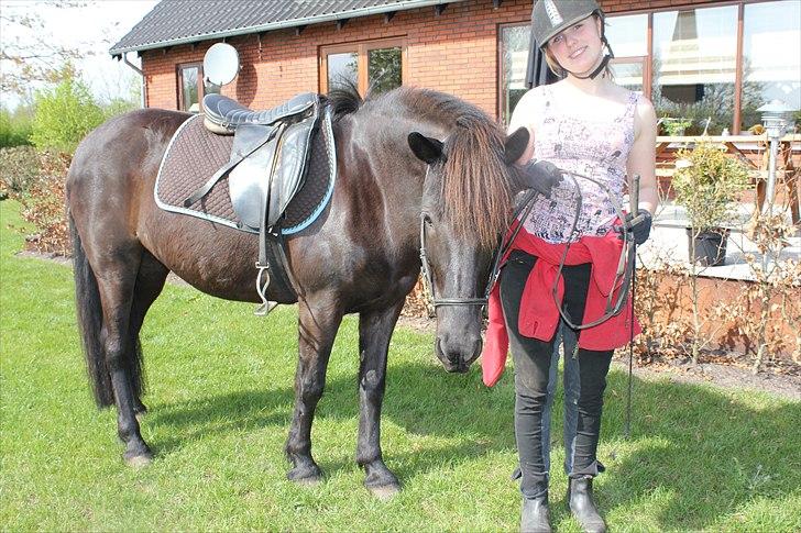 Islænder Blanda - Kig på hesten! :) billede 8