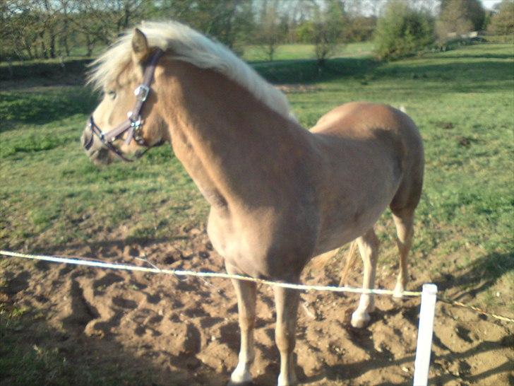 Tyroler Haflinger  Halma billede 3