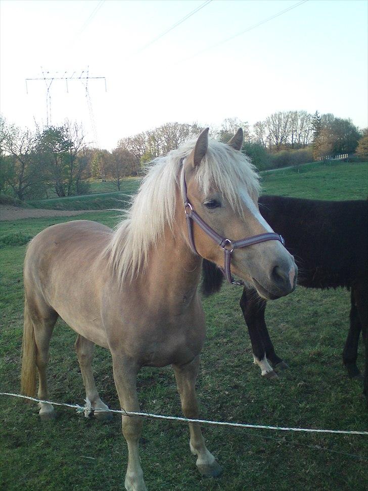 Tyroler Haflinger  Halma billede 6