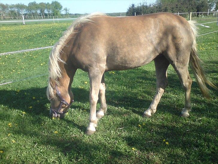 Tyroler Haflinger  Halma billede 7