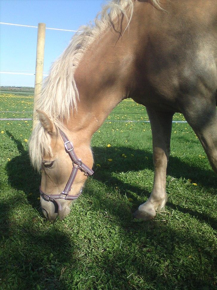 Tyroler Haflinger  Halma billede 9