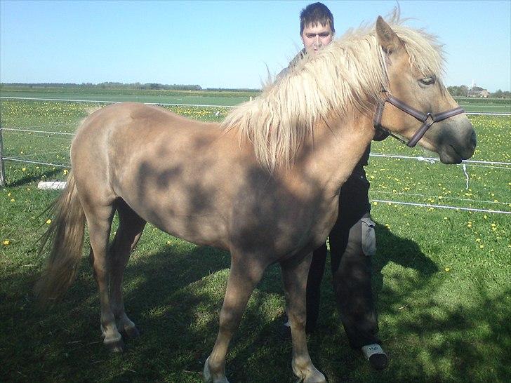 Tyroler Haflinger  Halma billede 11