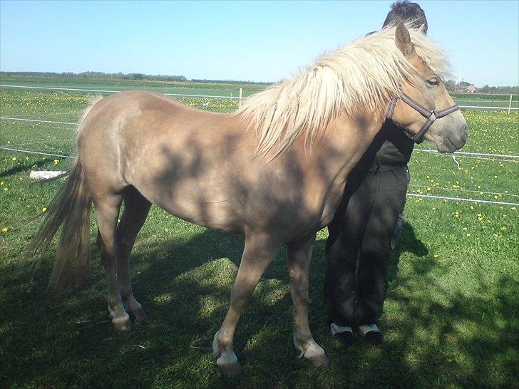 Tyroler Haflinger  Halma billede 12