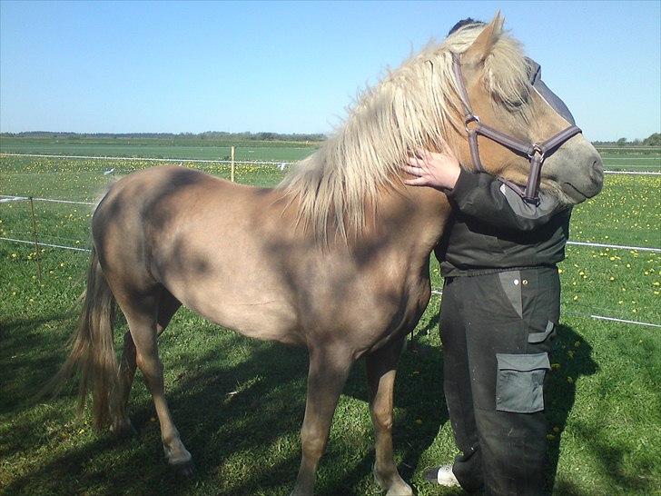 Tyroler Haflinger  Halma billede 14