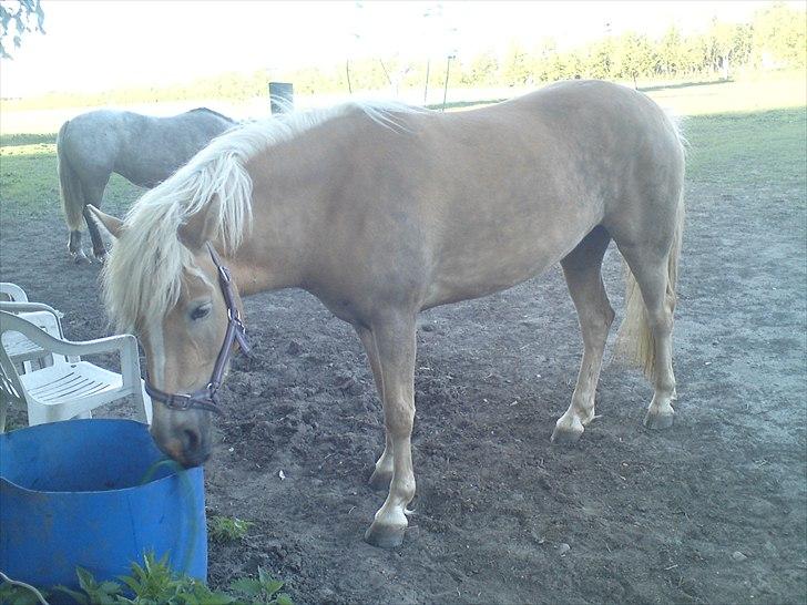 Tyroler Haflinger  Halma billede 15