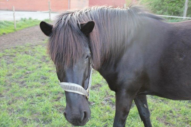 Islænder Blanda billede 9