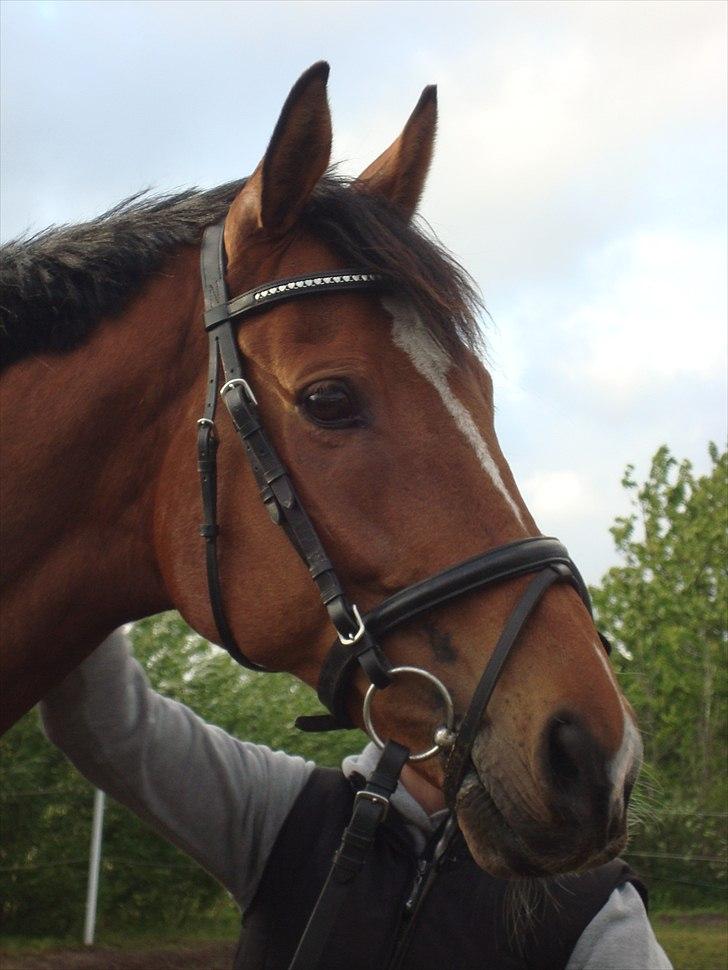Fuldblod (XX) Tombola - 16 dage efter jeg fik ham hjem.  billede 1