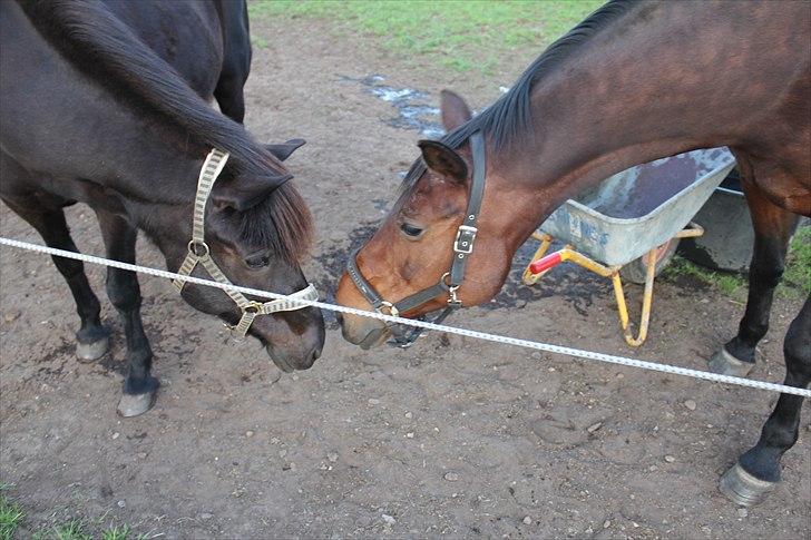 Islænder Blanda billede 10