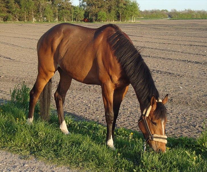 Fuldblod (XX) Tombola - Opstillings billede, et døgn efter han kom hjem.  billede 2