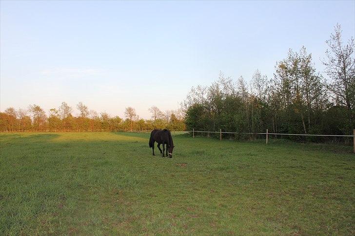 Islænder Blanda billede 11