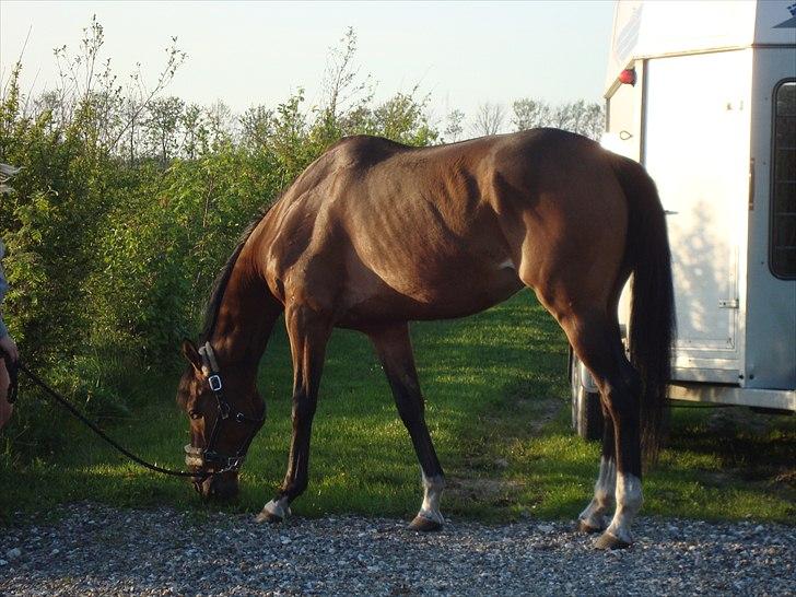 Fuldblod (XX) Tombola - Gåtur d. 30.04.11 , dagen efter han kom hjem.  billede 4