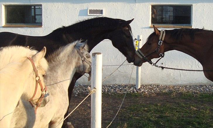 Fuldblod (XX) Tombola - Hilser på Giz, Candy og Hiln. Bemærk hvor meget kraftigere og muskuløs Giz er i forhold til ham. Trods de er næsten lige høje.  billede 5