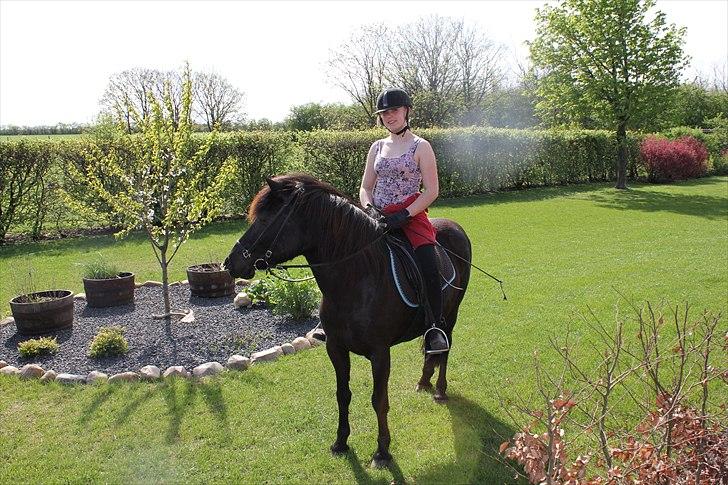 Islænder Blanda billede 12