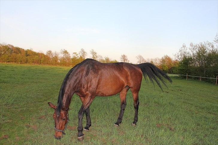 Dansk Varmblod Isador-B billede 5