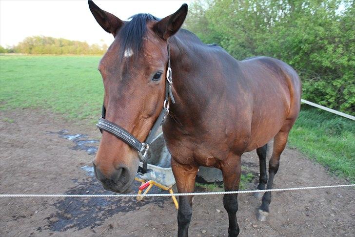 Dansk Varmblod Isador-B billede 6