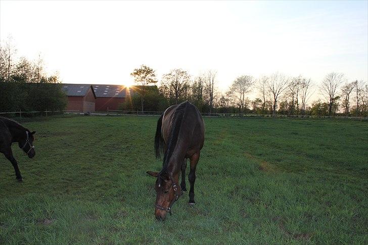 Dansk Varmblod Isador-B billede 7