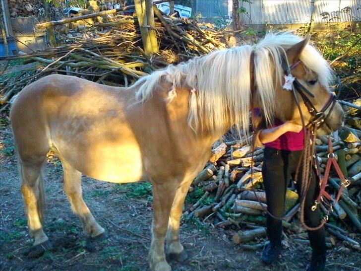 Haflinger Veronica-leveret tilbage - NYT - Den dag havde hun rytter på for første gang i cirka 3 år. Stolt? ja! :) billede 1