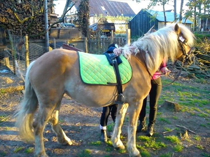 Haflinger Veronica-leveret tilbage - NYT - Den dag havde hun rytter på for første gang i cirka 3 år. Stolt? ja! :) billede 13