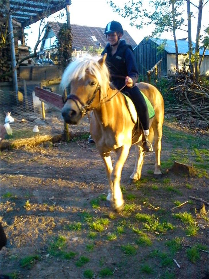 Haflinger Veronica-leveret tilbage - NYT - Den dag havde hun rytter på for første gang i cirka 3 år. Stolt? ja! :) billede 14