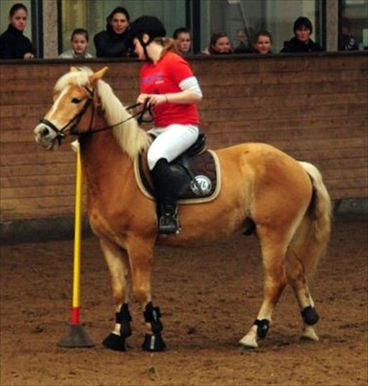 Haflinger Charlie  - Ponygamesstævne i Sønderborg 3 april 2011 foto: Didde Fogh billede 6