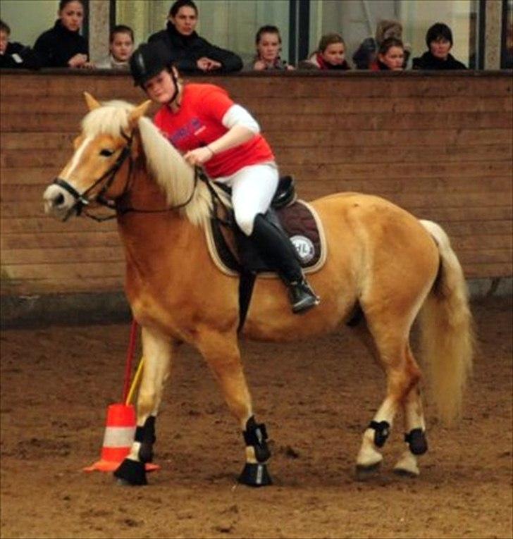 Haflinger Charlie  - ponygamesstævne i Sønderborg 3 april 2011 foto: Didde Fogh billede 7