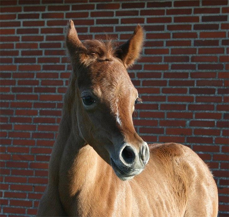 Arabisk fuldblod (OX) Frajana billede 14