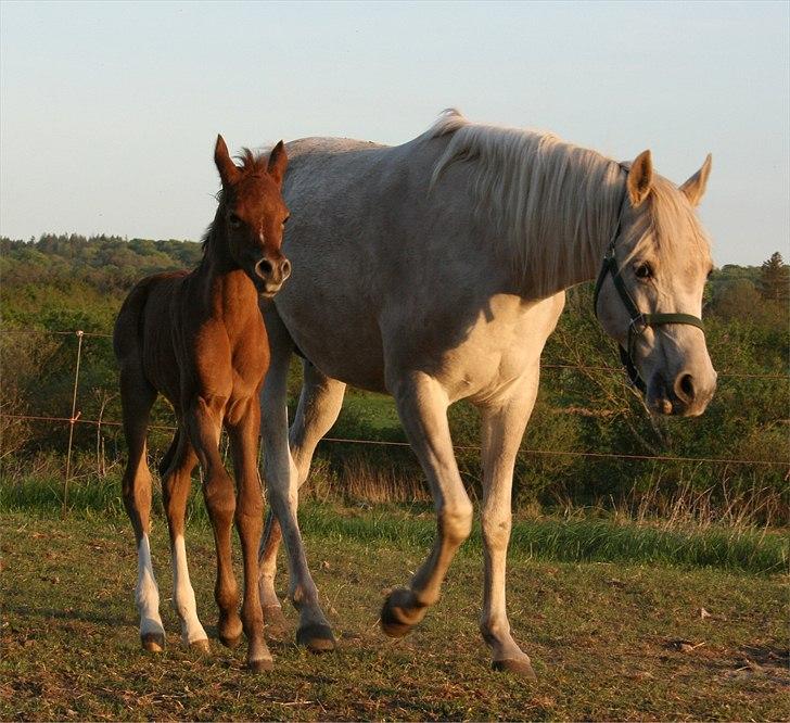 Arabisk fuldblod (OX) Frajana billede 15