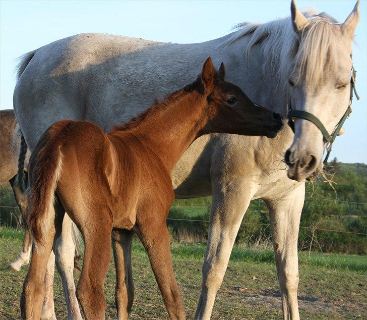 Arabisk fuldblod (OX) Frajana billede 16