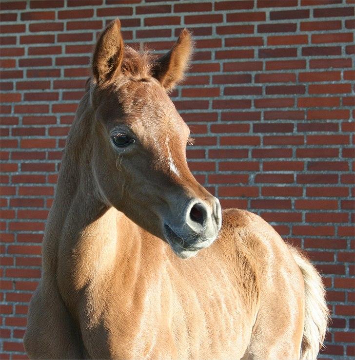 Arabisk fuldblod (OX) Frajana billede 13