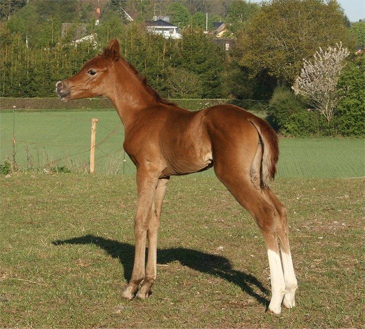 Arabisk fuldblod (OX) Frajana billede 17