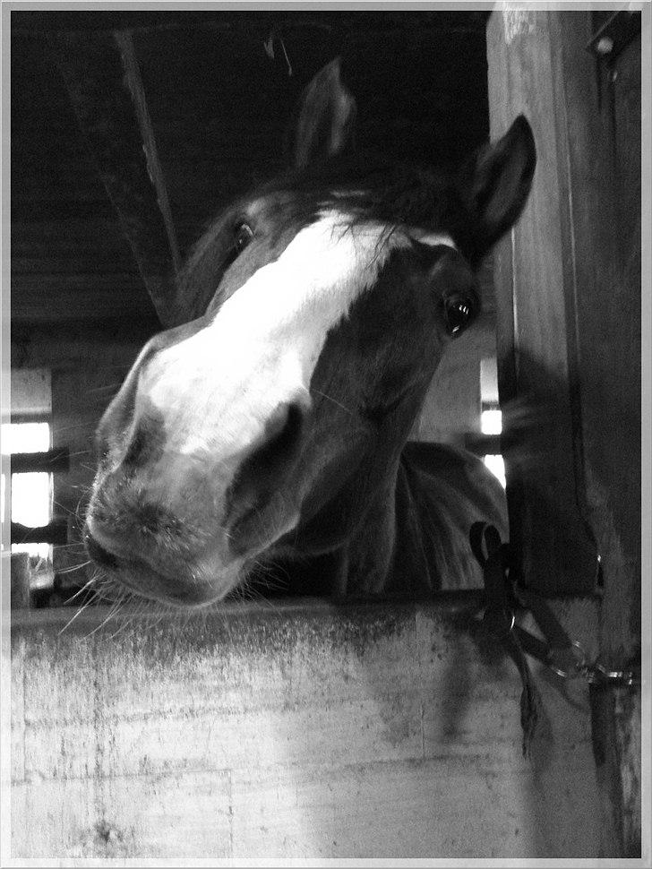 Dansk Varmblod La-Salle billede 17