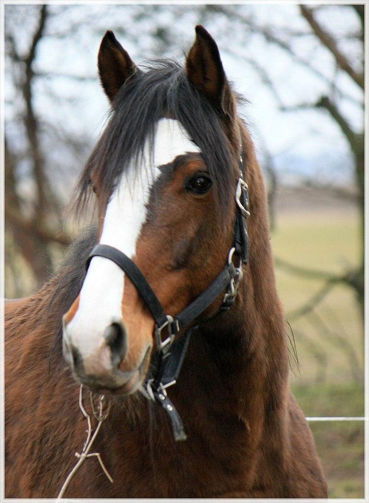 Dansk Varmblod La-Salle billede 8