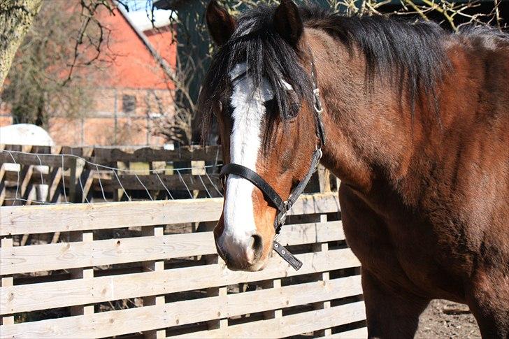 Dansk Varmblod La-Salle billede 9