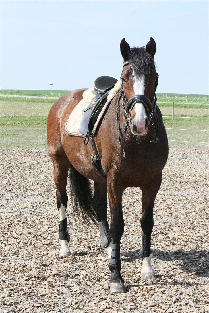 Dansk Varmblod La-Salle billede 10