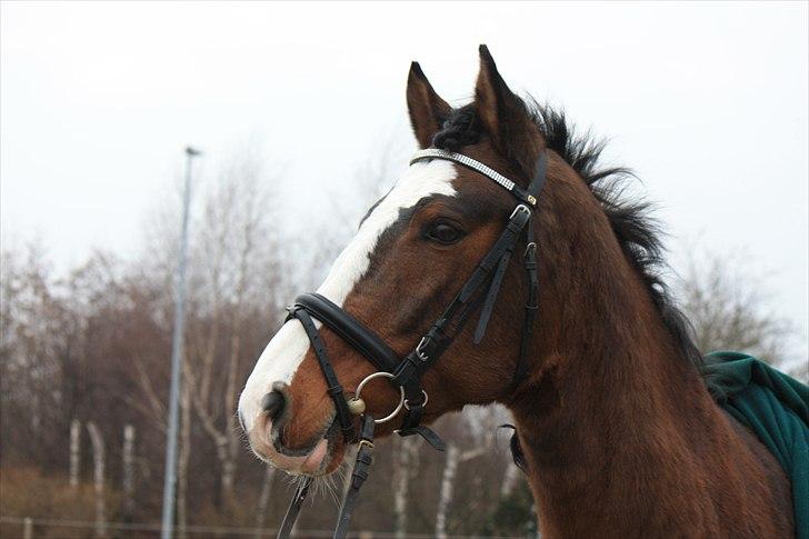 Dansk Varmblod La-Salle billede 11