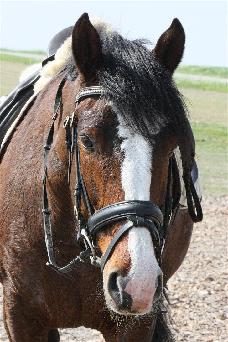 Dansk Varmblod La-Salle billede 4