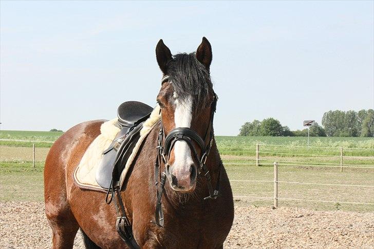 Dansk Varmblod La-Salle billede 12