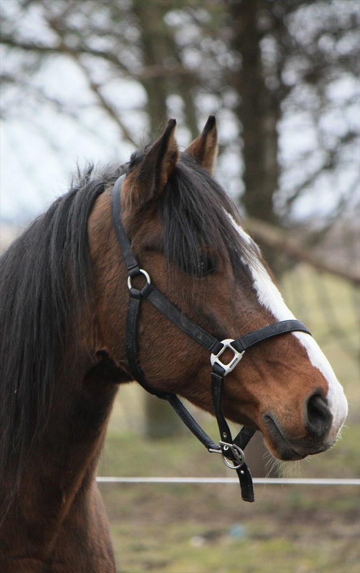 Dansk Varmblod La-Salle billede 13