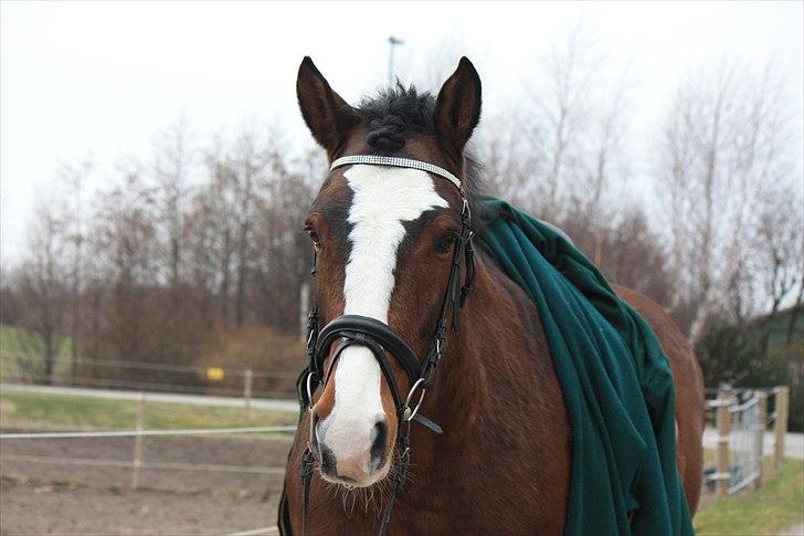 Dansk Varmblod La-Salle billede 14