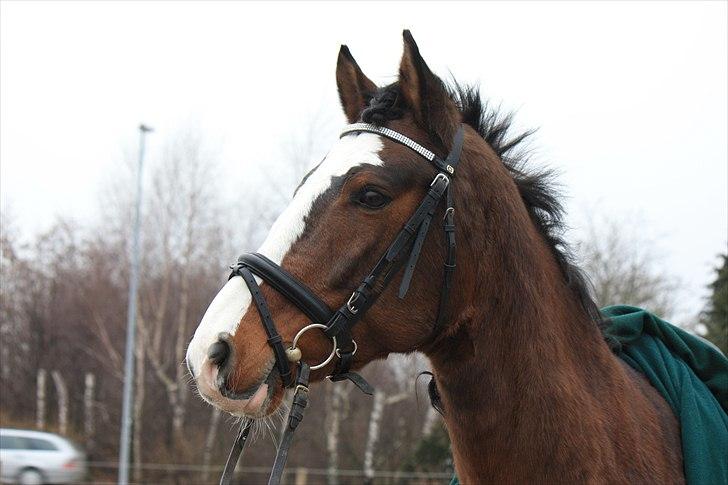 Dansk Varmblod La-Salle billede 15