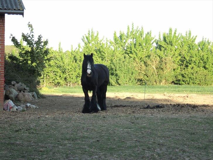 Irish Cob Zafir  billede 2