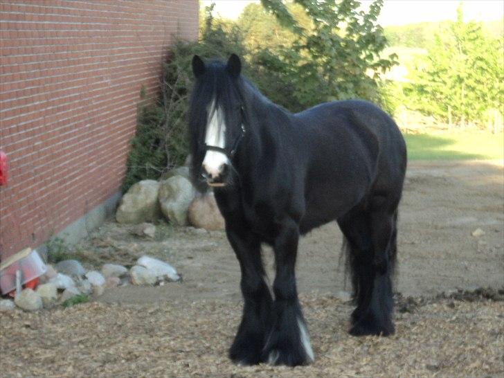 Irish Cob Zafir  billede 3