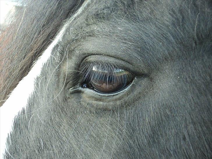 Irish Cob Zafir  billede 4