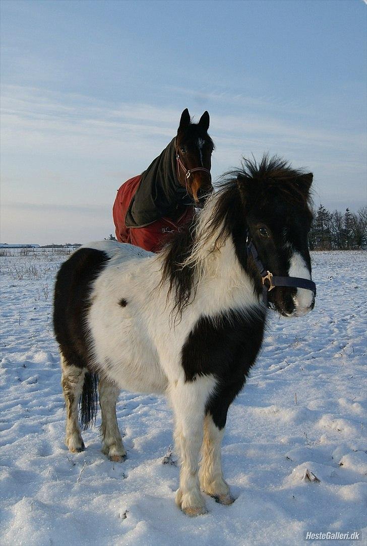 Shetlænder domino billede 8